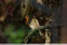 Un oiseau caché au plus profond de la haie.
