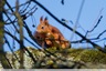 Un autre animal très actif ces jours-ci.