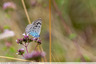 Un azuré protégé près de l'Hers