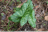 Une variété d'Arum
