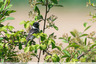 Un oiseau à Ingine