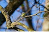 Mésange dans le bois de la Caprice
