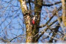 Pic épeiche dans le bois de la Caprice