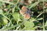 Petit papillon bien usé