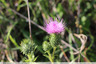 Une fleur violette commune