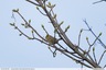 Un serin dans le quartier de Tanaria