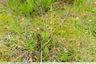 Une orchis mouche en bordure de la Bartole