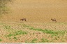 2 chevreuils au milieu des champs