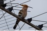 Cet oiseau est vraiment présent