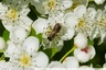 Un Halictus