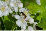 Une abeille solitaire