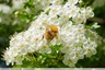 Un bombus