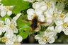 Un grand bombyle