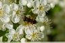 Eristale des fleurs