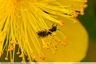 Une abeille solitaire