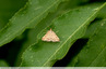 Petit papillon beige